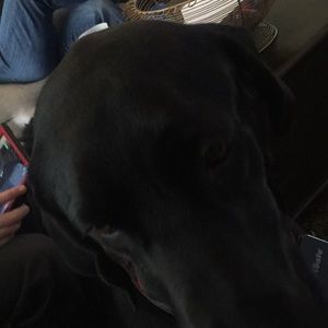 Meet your Posher, Riley